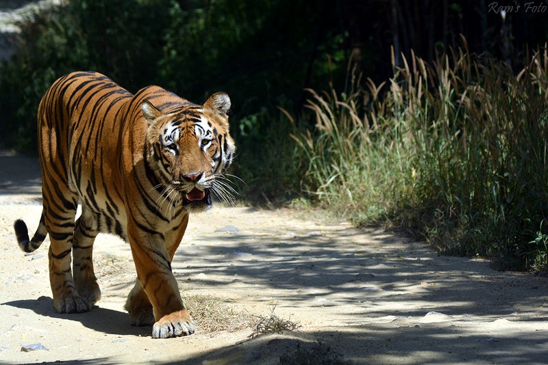 2 Nights 3 Days Sunderban Tour