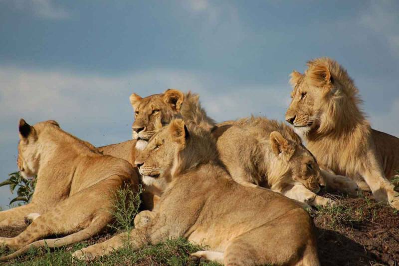 3-Day Best of Masai Mara Joining Group