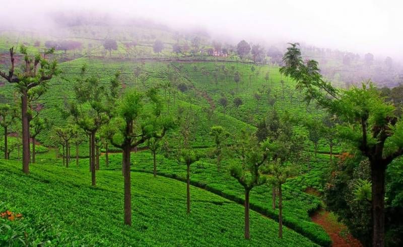 05 Days -  04 Nights Bangalore – Mysore - Ooty – Coonoor Tour