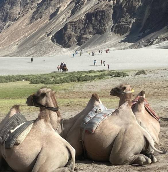 Kashmir Ladakh Shimla Manali 19 Nights 20 Days