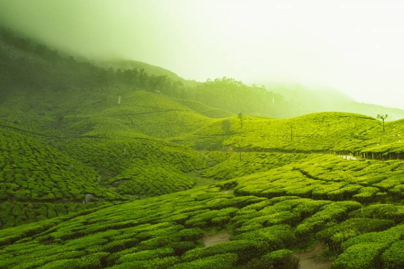 Kerala-God’s Own Country: 6 Days 5 Nights Package