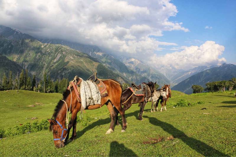 Glorious Kashmir - Srinagar 3D Sonmarg 1D Gulmarg 1D Pahalgam 2D
