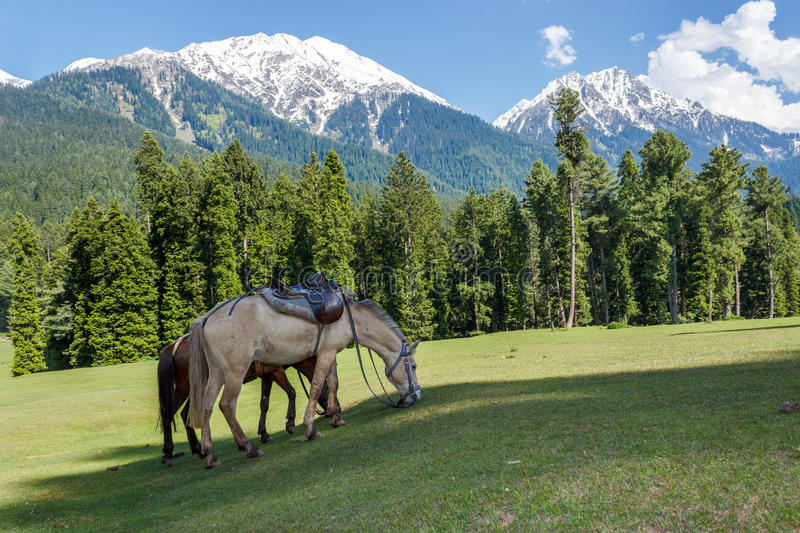 Charismatic 3 Nights 4 Days Kashmir Tour Packages