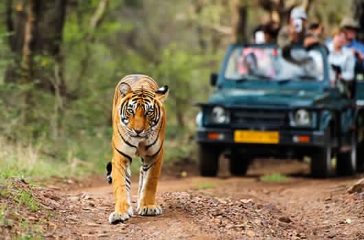 Thrilling Jim Corbett Trip Jim Corbett 2D Nainital 3D  4N-5D