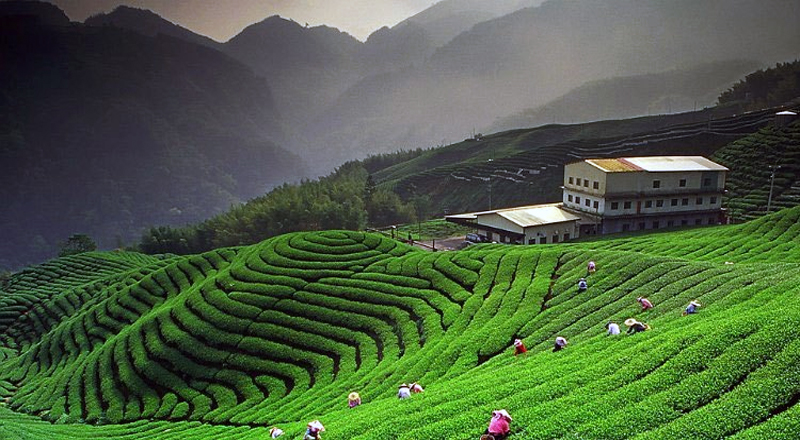 7Days Corbett - Kausani - Nainital Tour Ex - Dehradun