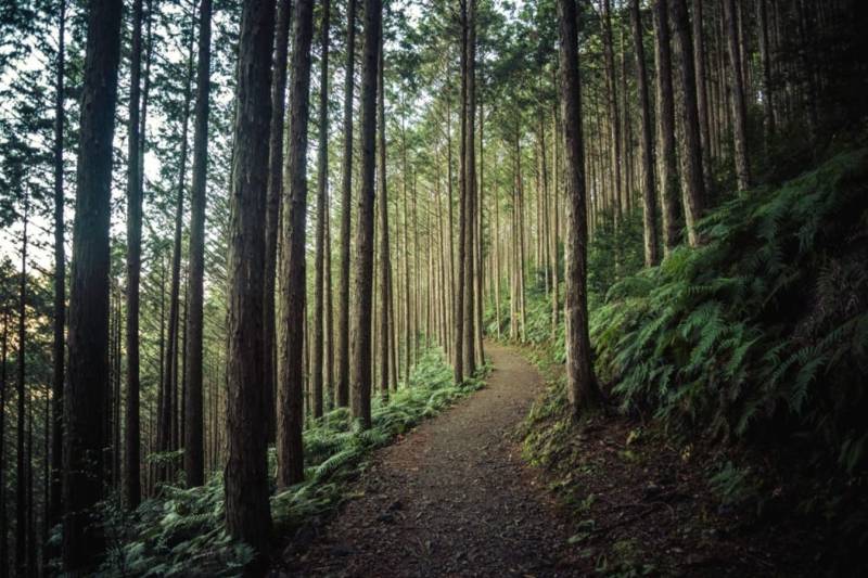 Jibhi - Tirthan Valley Trek Tour Package