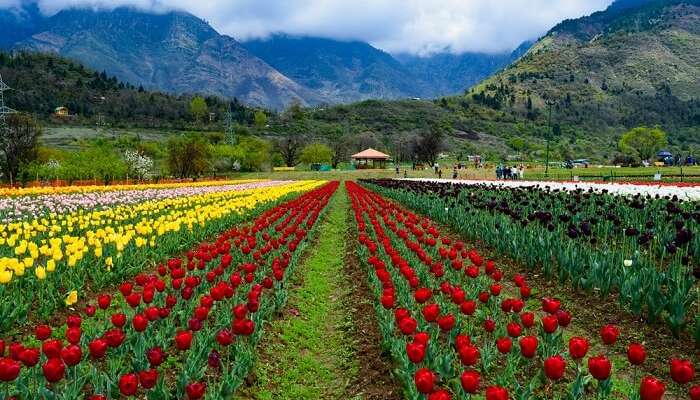 HONERMOON IN KASHMIR HEAVEN ON THE EARTH - MAY JUNE 2024