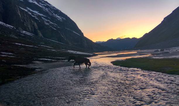 HAMPTA PASS TREK - MANALI 2024