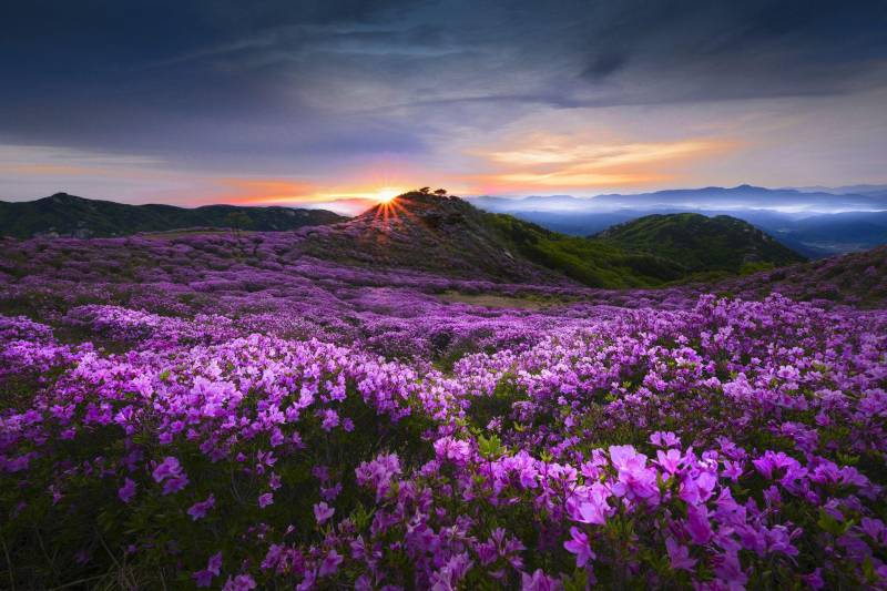 Valley of Flowers with Hemkund Sahib 2024