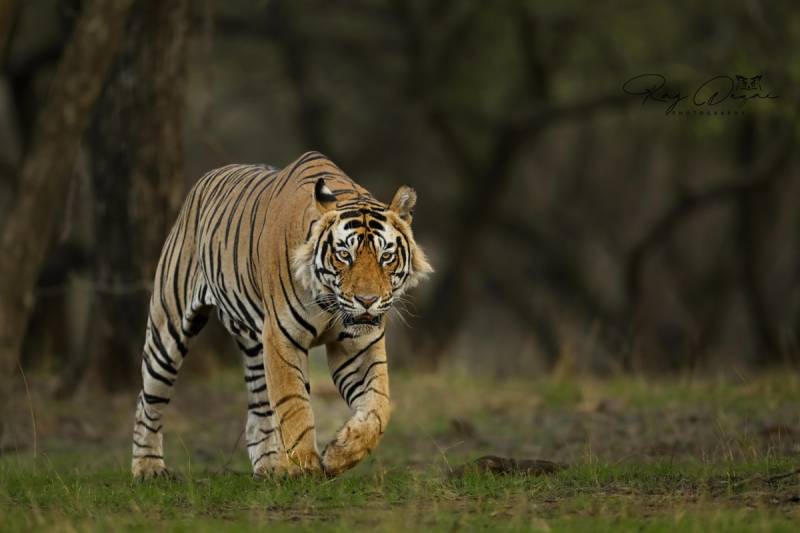Corbett - Elephant Safari Tour