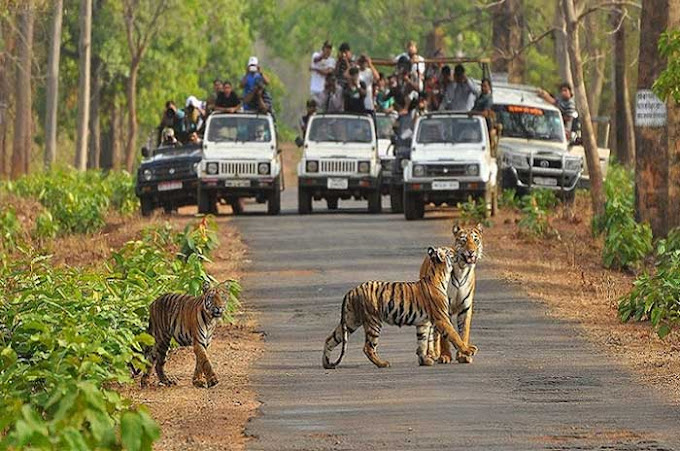 Ranthambore National Park Tour