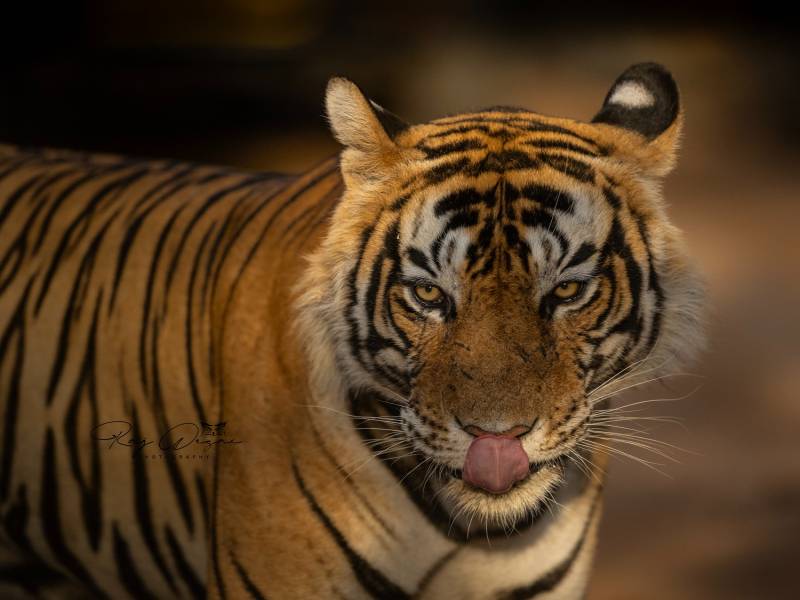 Ranthambore National Park Tour