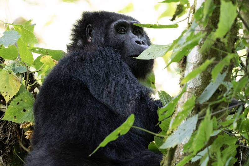 3 Days Mountain Gorilla Trekking Adventure - Bwindi Impenetrable Forest National Park