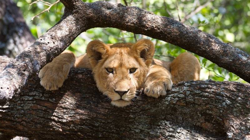 4 Days Explore Queen Elizabeth National Park - The Medley Of Wonders!