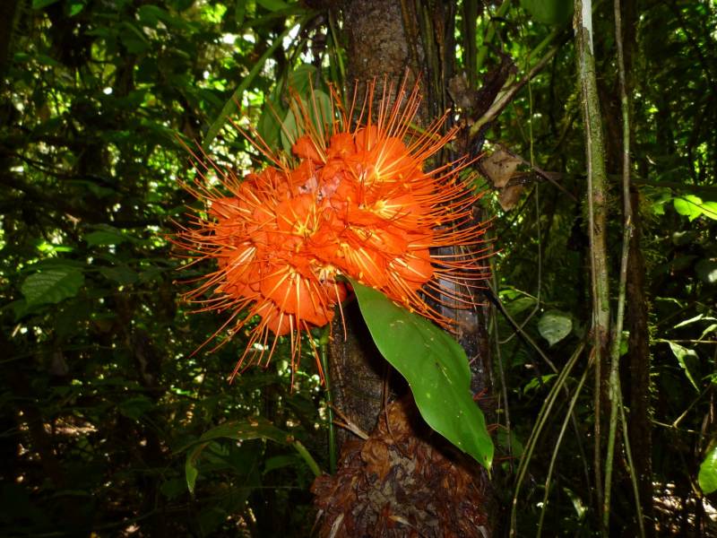 4 Days 3 Nights in the Amazon Rain Forest