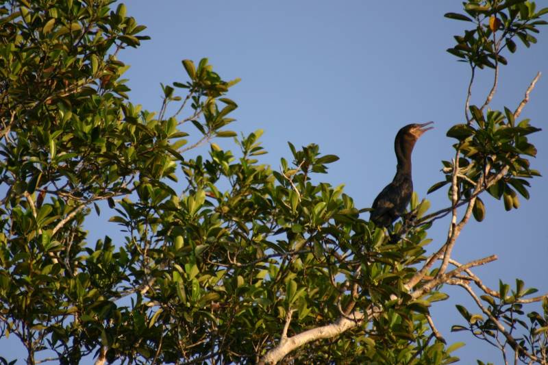 4 Days 3 Nights in the Amazon Rain Forest
