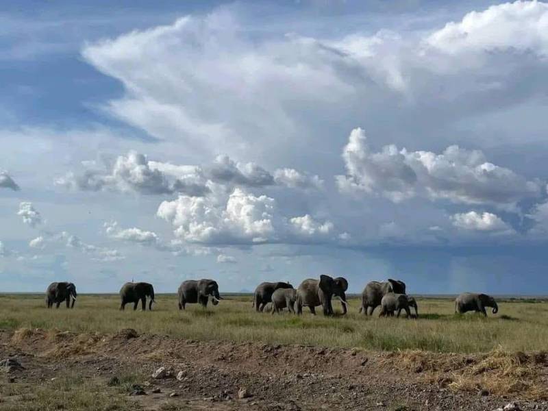 Masai Mara Best Value Luxury Safari - the Great Wildebeest Migration Group Joining  Experience