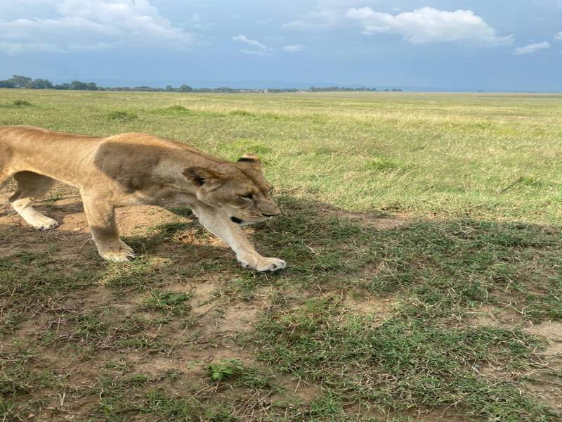 Masai Mara Best Value Luxury Safari - the Great Wildebeest Migration Group Joining  Experience