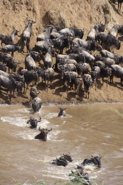 Masai Mara Best Value Safari- the Great Wildebeest Migration Group Joining  Experience