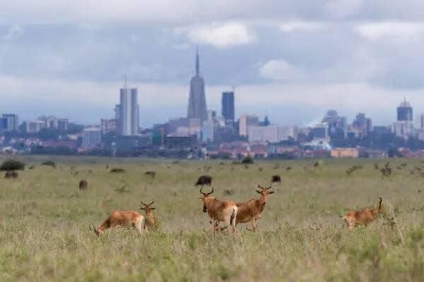 Best Kenya Group Joining Safari Experience- Masai Mara and Lake Naivasha