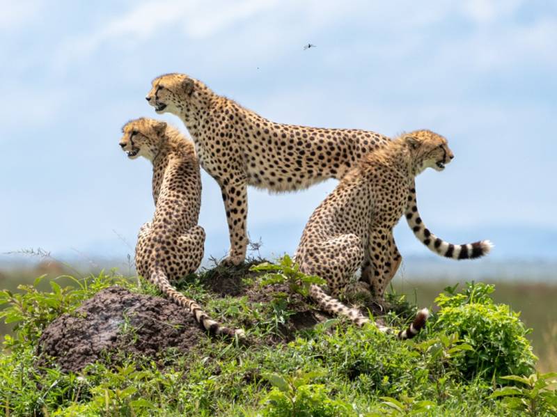 6 Days Honeymoon Kenyan Safari- Lovebirds Runaway Wild Experience