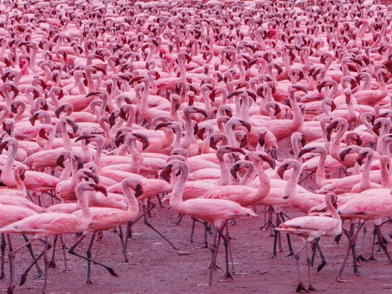 6 Days Honeymoon Kenyan Safari- Lovebirds Runaway Wild Experience