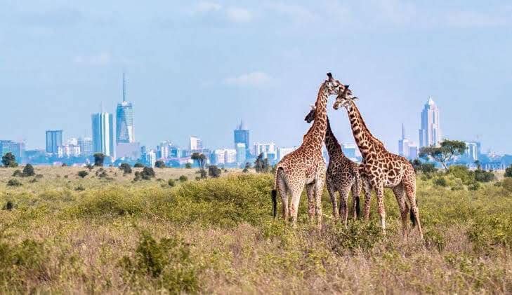 6 Days Honeymoon Kenyan Safari- Lovebirds Runaway Wild Experience