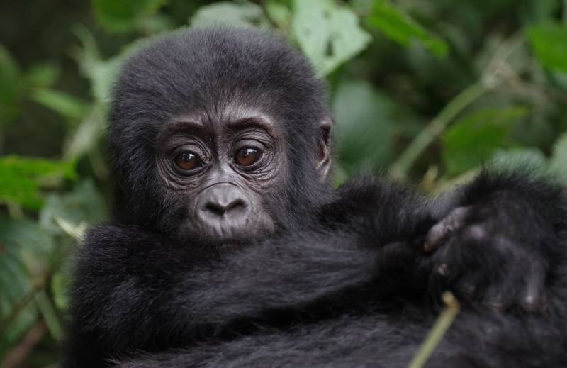 5D Wildlife Uganda Queen Elizabeth And Mountain Gorilla Trekking Safari Tour