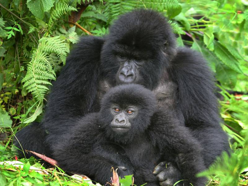 5D Wildlife Uganda Queen Elizabeth And Mountain Gorilla Trekking Safari Tour