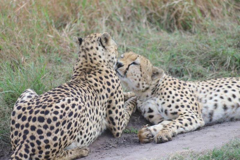 Tanzania Best Value Joing Safari Adventure – Tarangire Lake Manyara Serengeti Ngorongoro Crater
