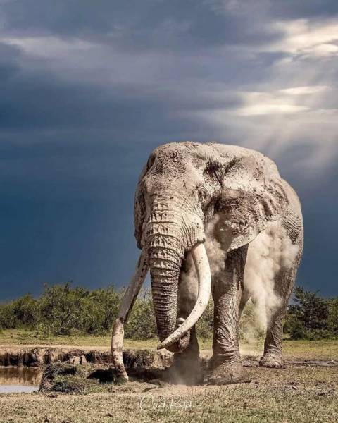 3 Days 2 Nights Amboseli And Tsavo West Safari Tour