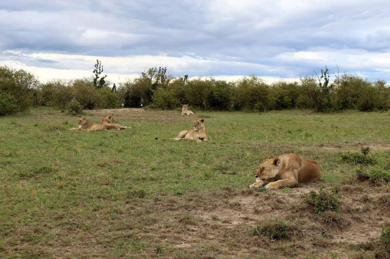 3 Days Fly-In Masai Mara Safari Experience Tour From Nairobi