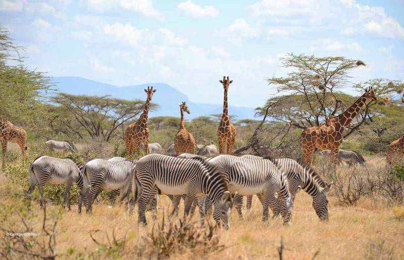6 Days Wonderful Kenya-Nairobi-Samburu-Amboseli And Maasai Mara Tour