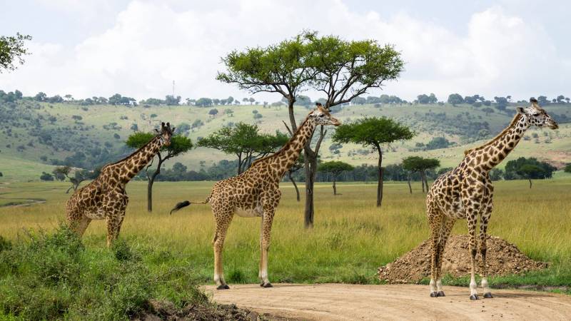 6Day Kenya - Tanzania Safari Tour From Nairobi To Kilimanjaro