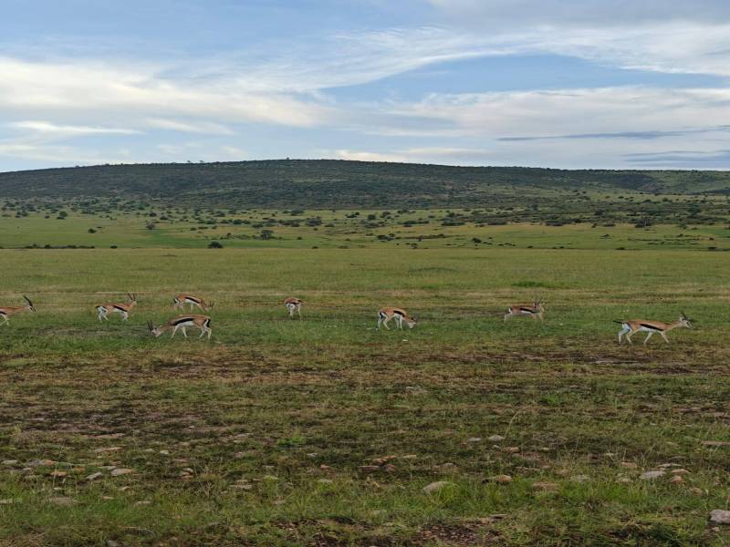 6Day Kenya - Tanzania Safari Tour From Nairobi To Kilimanjaro