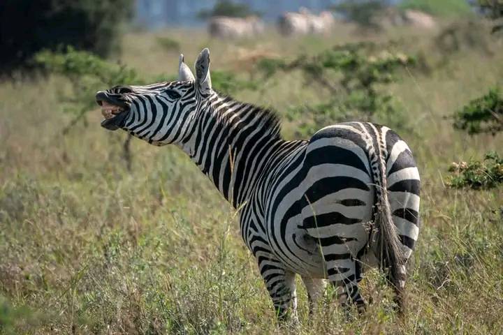 6Day Kenya - Tanzania Safari Tour From Nairobi To Kilimanjaro