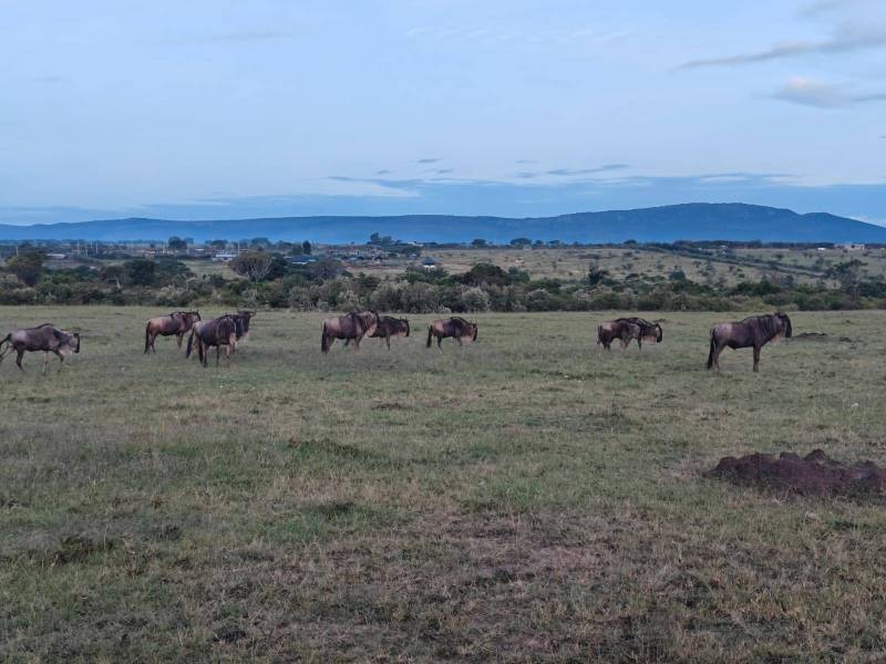 6 Day Tanzania Safari Tour Adventure-Tarangire-Lake Manyara-Serengeti-Ngorongoro Crater