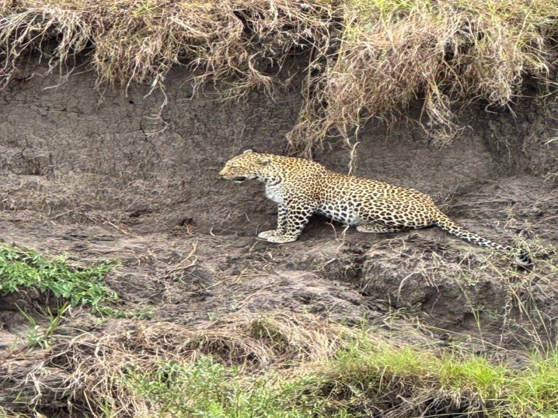 6 Day Tanzania Safari Tour Adventure-Tarangire-Lake Manyara-Serengeti-Ngorongoro Crater