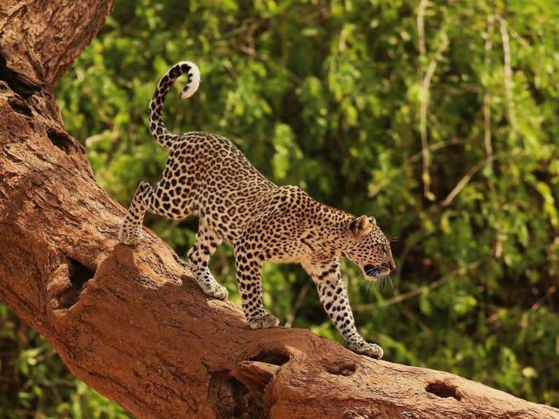 8 Days Kenya Exotic Safari Tour From Nairobi