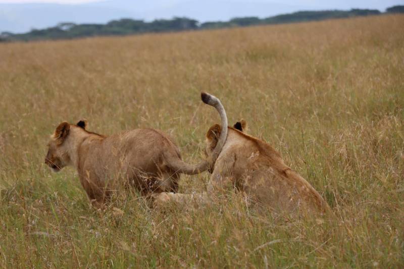 9 Days Kenya Safari Adventure Tour