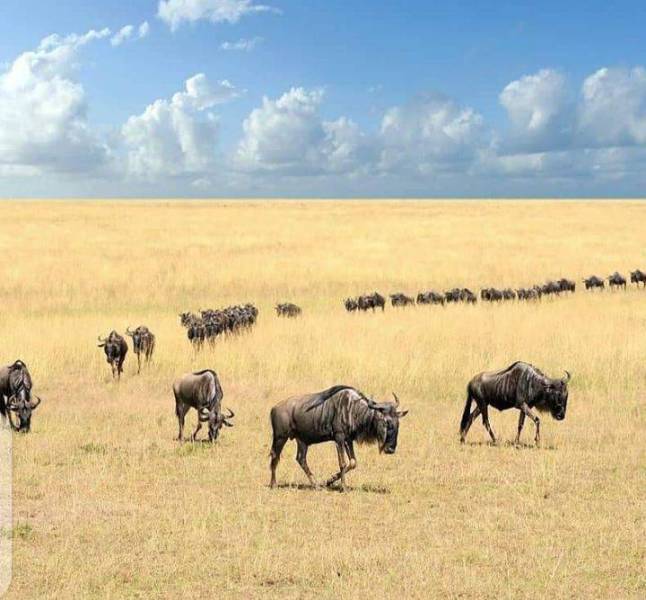 9 Days Kenya Safari Adventure Tour