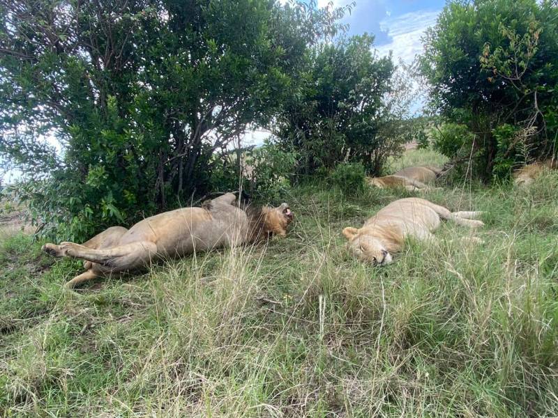 7 Days - 6 Nights Kenya Luxury Safari Tour