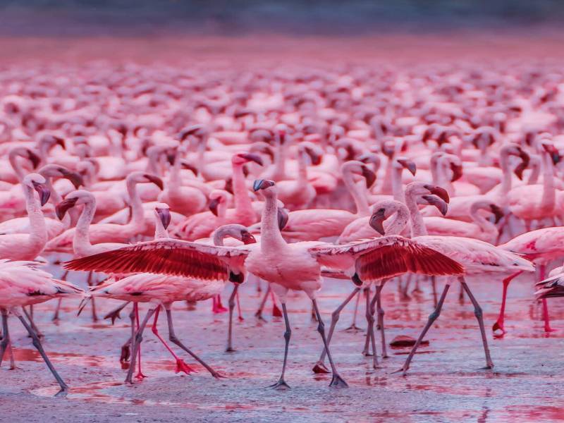 7 Days - 6 Nights Kenya Luxury Safari Tour