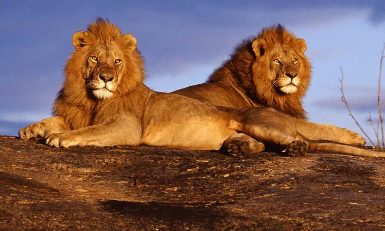 14 Days Wonderful Kenya Safari And Beach Tour - Option 2 Image