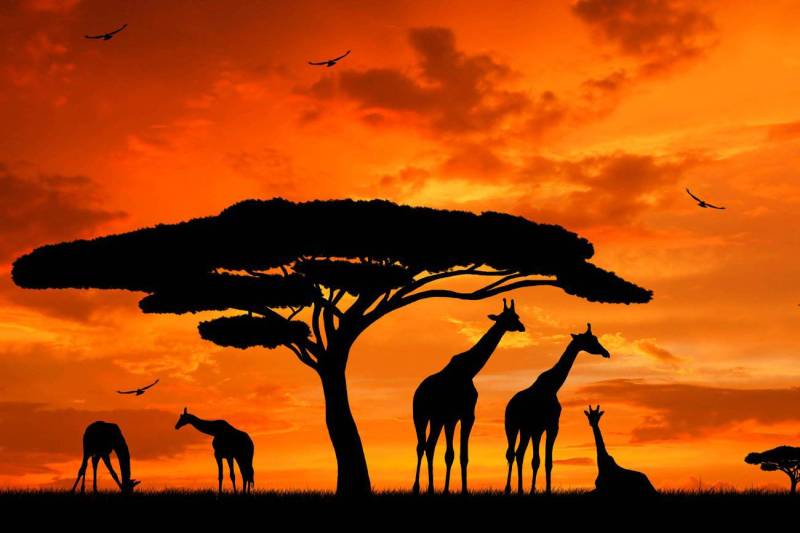 14 Days 13 Nights Beach - Safari Package Image