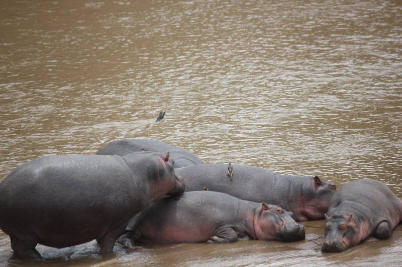 14 Days Magnificent Kenya Safari And Beach Tour