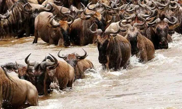 14 Days Magnificent Kenya Safari And Beach Tour