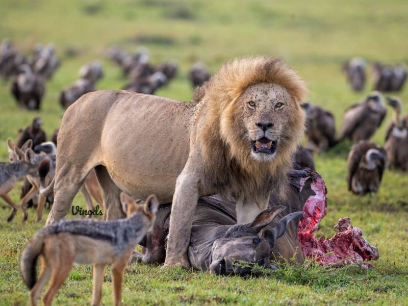 14 Days Magnificent Kenya Safari And Beach Tour