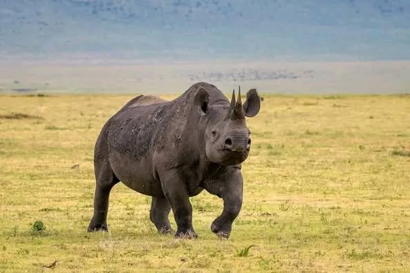 14 Days Magnificent Kenya Safari And Beach Tour