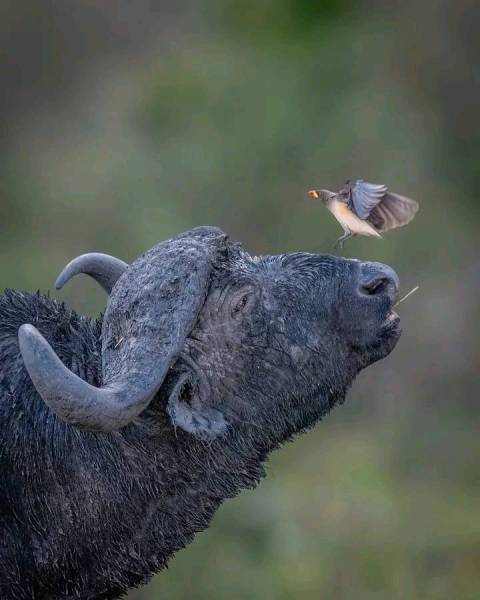 14 Days Magnificent Kenya Safari And Beach Tour